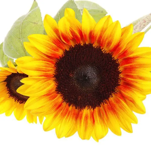 A close up of a sunflower with leaves