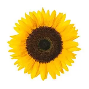 A sunflower with brown center and yellow petals.