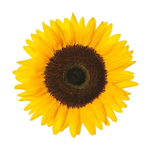 A sunflower with brown center and yellow petals.