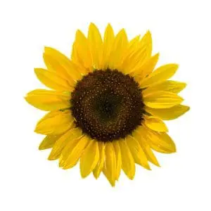 A sunflower with yellow petals and brown center.