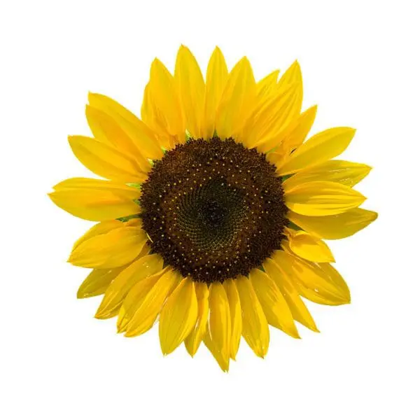 A sunflower with yellow petals and brown center.