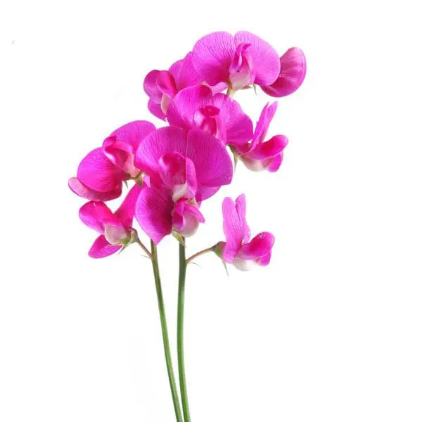 A close up of some flowers on a white background