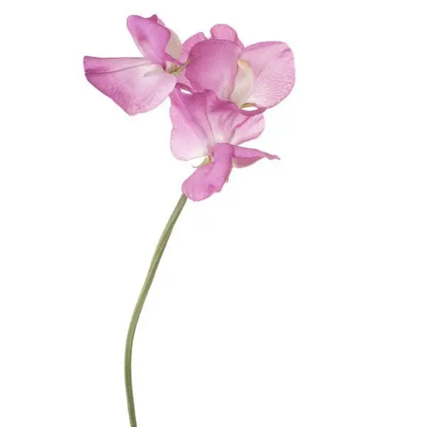 A single flower is shown in this image.