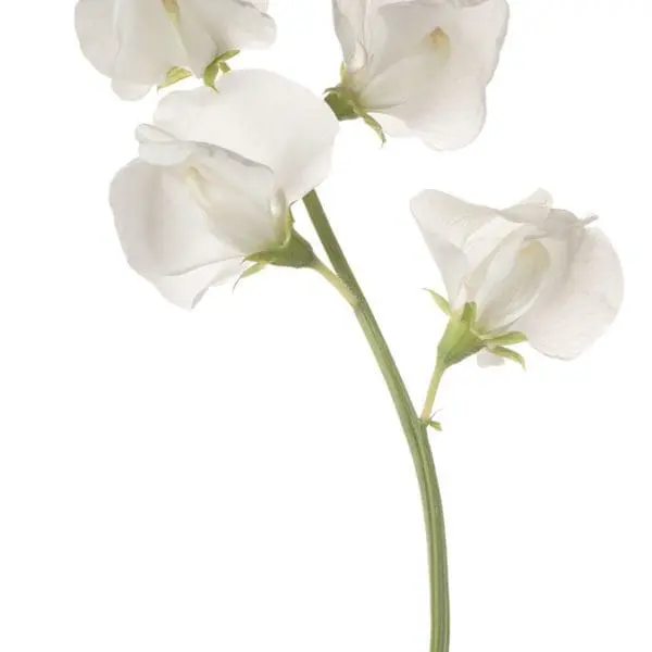 A white flower is shown in this image.