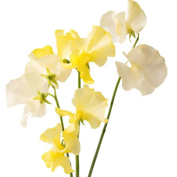 A close up of yellow flowers on stems