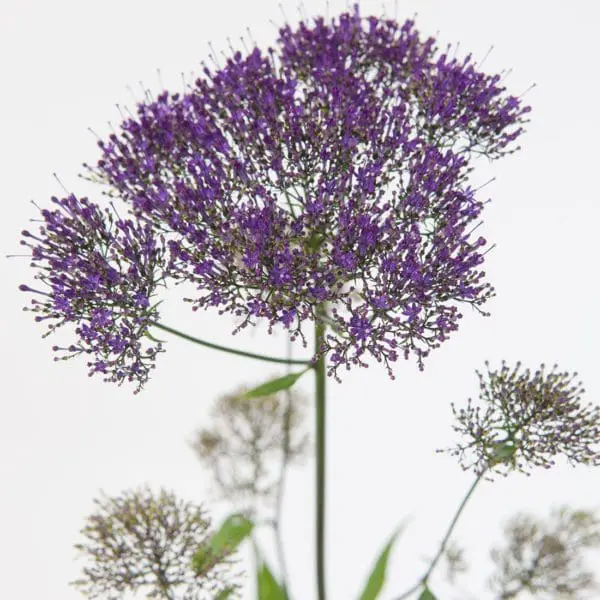 A purple flower with green stems and leaves.