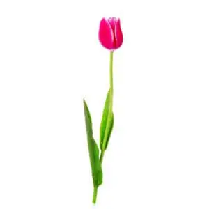 A single pink flower with green leaves on it.
