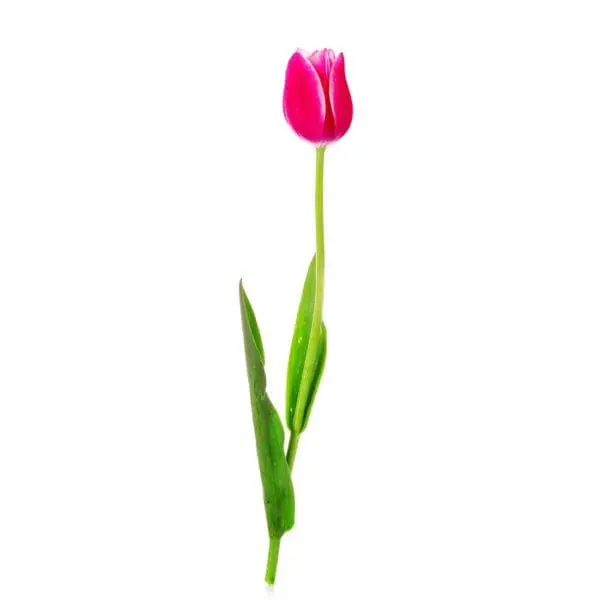 A single pink flower with green leaves on it.