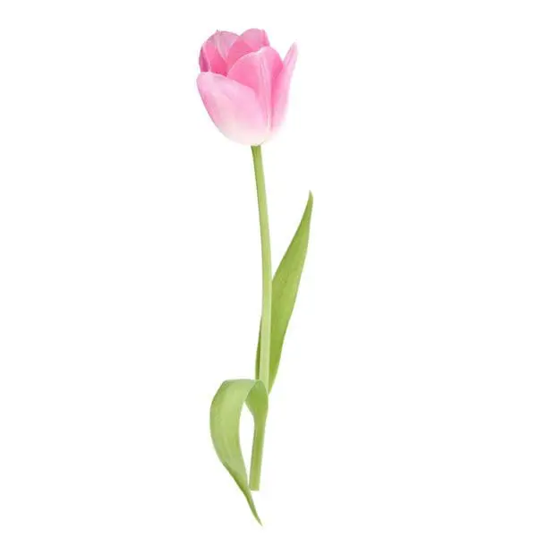 A pink flower with green leaves on a white background