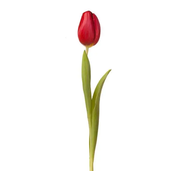 A single red flower with green leaves on it.