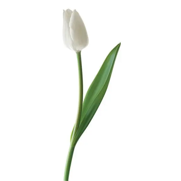 A white flower with green leaves on it.