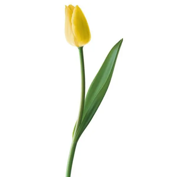 A single yellow flower with green leaves on it.