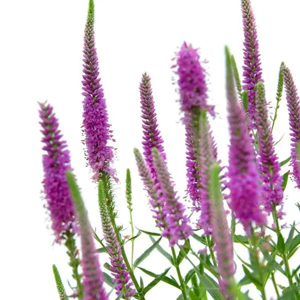 A close up of purple flowers with green stems