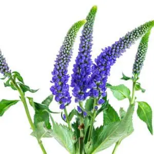 A close up of purple flowers with green leaves