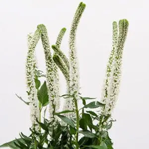 A close up of some white flowers with green leaves