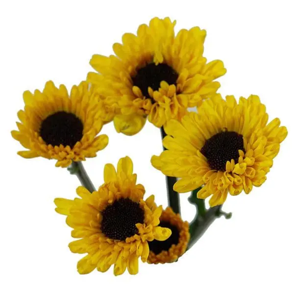 A group of yellow flowers with brown centers.