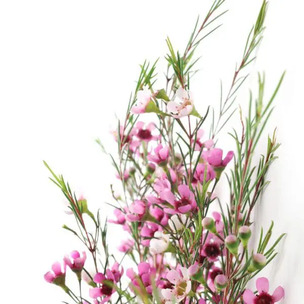 A close up of some pink flowers on a white background