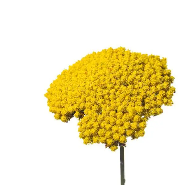 A yellow flower with many petals on it.