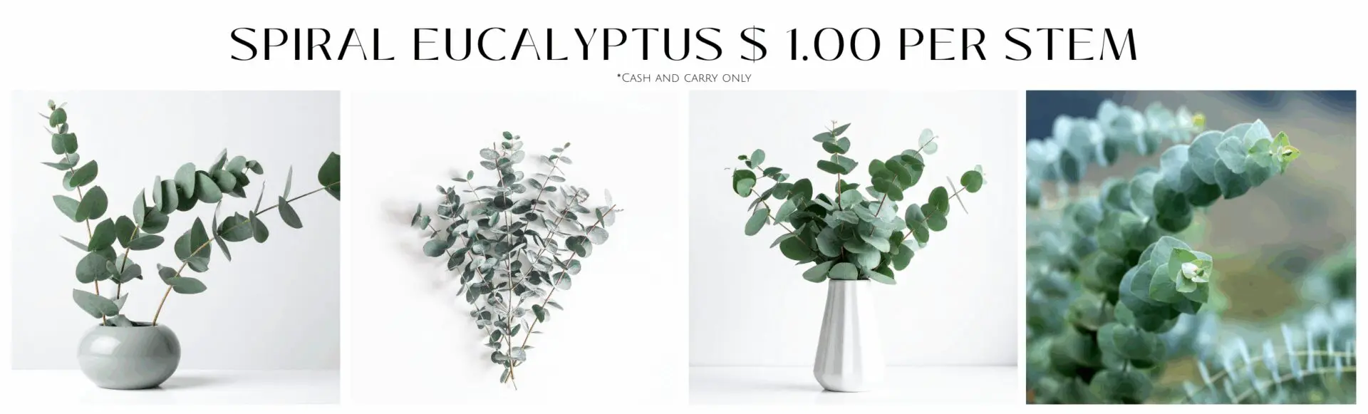 Eucalyptus stems in vases, close-up view.