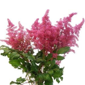 Astilbe Hot pink