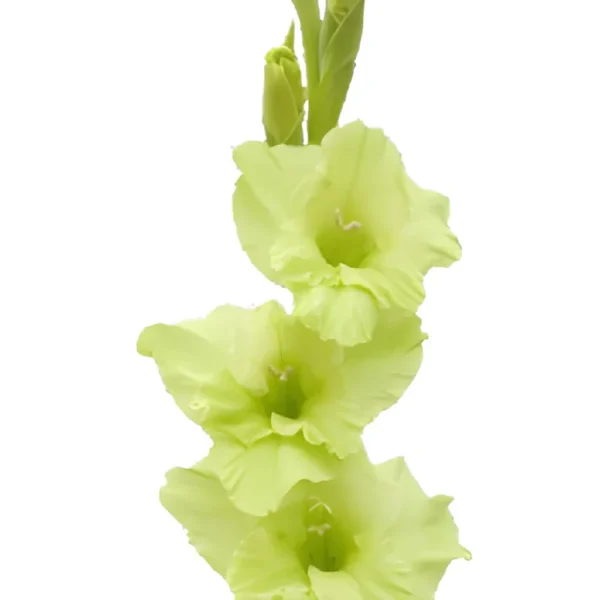 Gladiola, Green