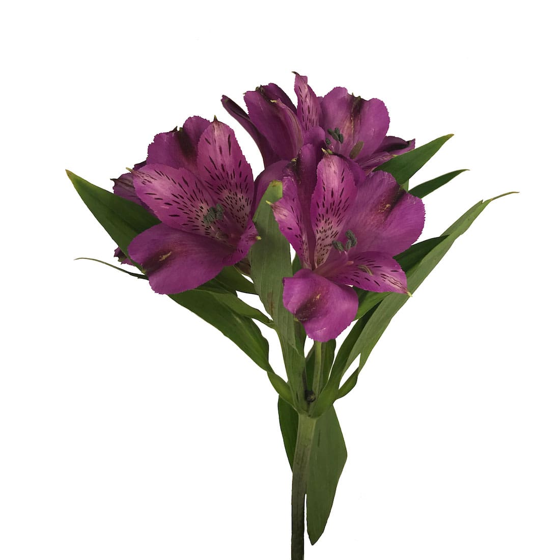 purple peruvian lilies