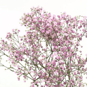 A close up of some pink flowers on a tree