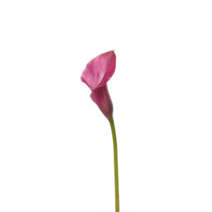 A pink flower is shown on the stalk.