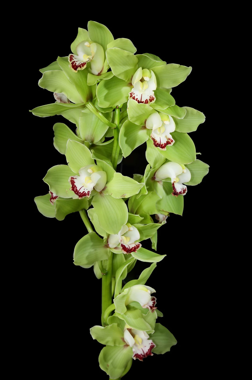 Cymbidium Orchid Mini Green Jacksonville Flower Market