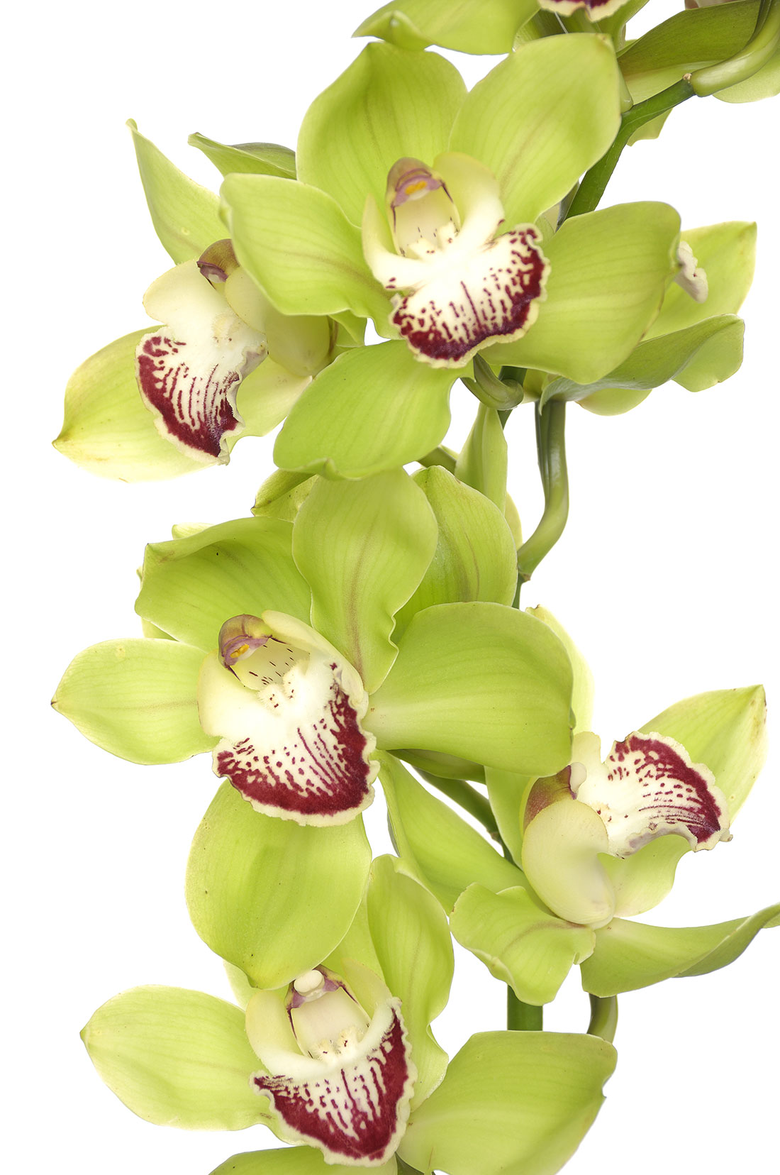 Dendrobium Orchid, Green - Jacksonville Flower Market