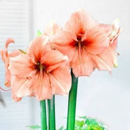 A close up of an Amaryllis stem.