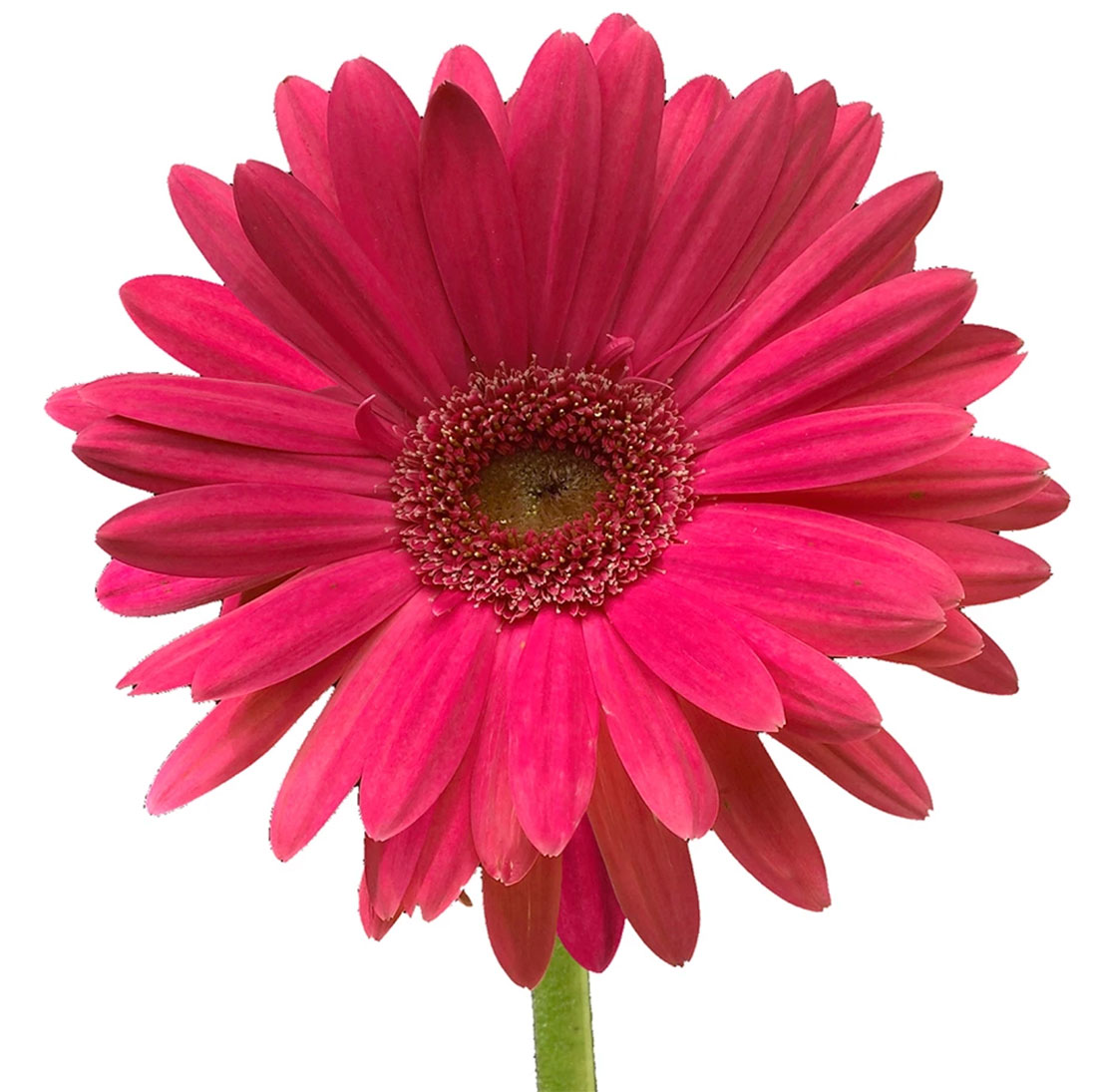 gerber_daisy-hot_pink.jpg.