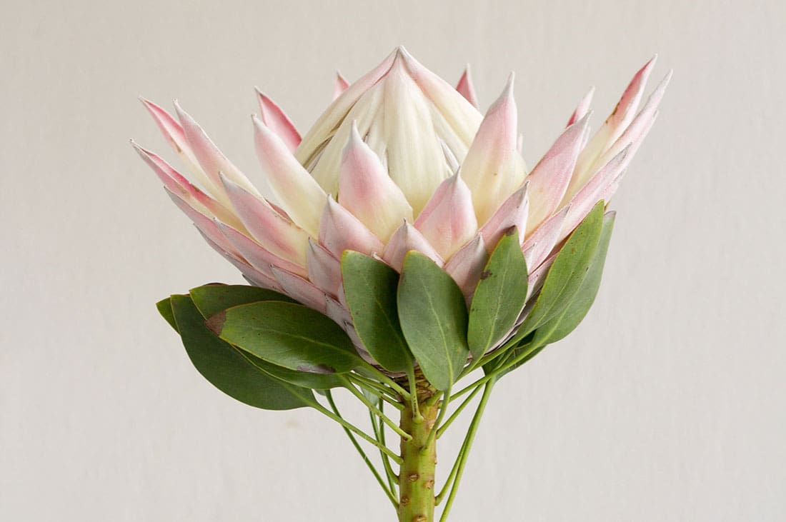 Pink King Protea Flower | atelier-yuwa.ciao.jp