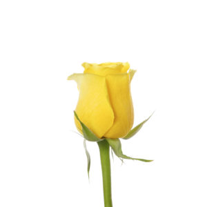 A yellow rose is shown with green stems.