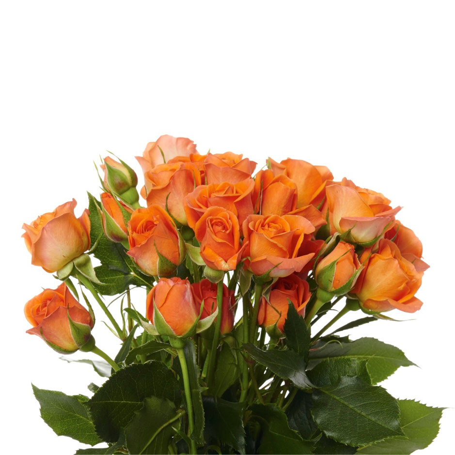 Spray Rose, Orange - Jacksonville Flower Market