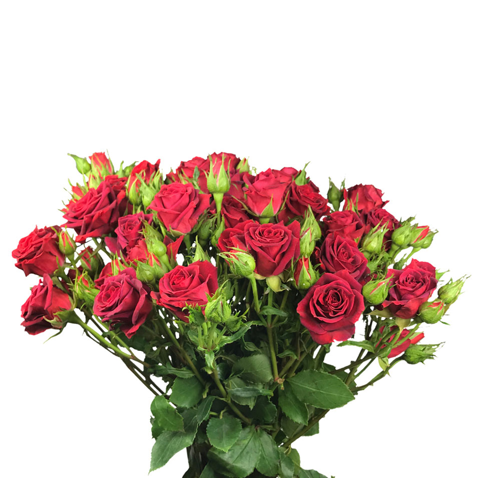 Let flowers do your talking this Valentine’s Day With great flower bouquets in Jacksonville, FL.