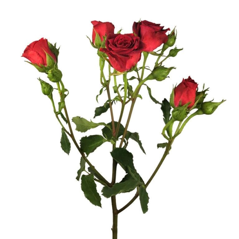 Spray Rose, Red Jacksonville Flower Market