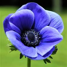 Anemone Blue