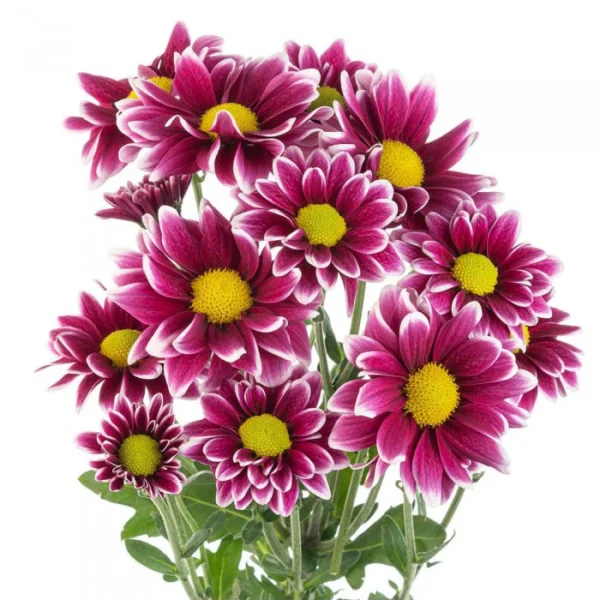 Purple chrysanthemum bouquet on white.