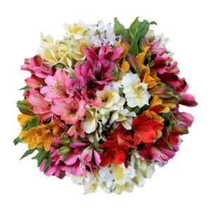 Alstroemeria