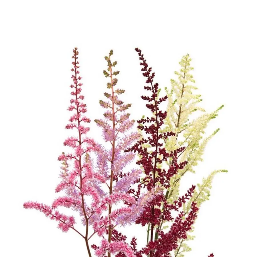 Colorful feathery flower stems on white background