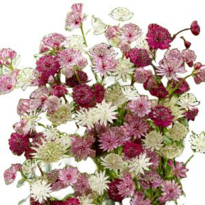 Cluster of pink and white Astrantia flowers
