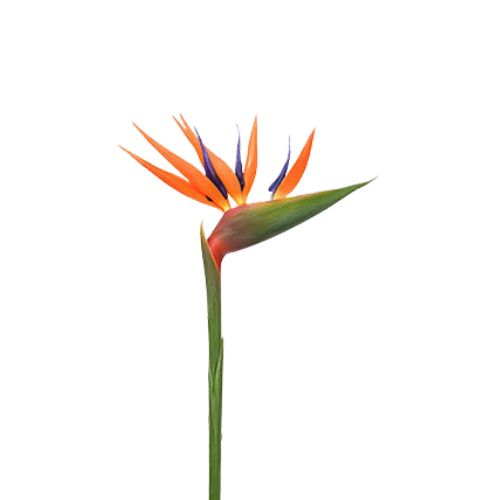 Bird of paradise flower on white background