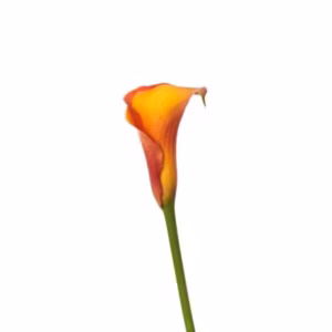 Calla Lillies Mini Orange