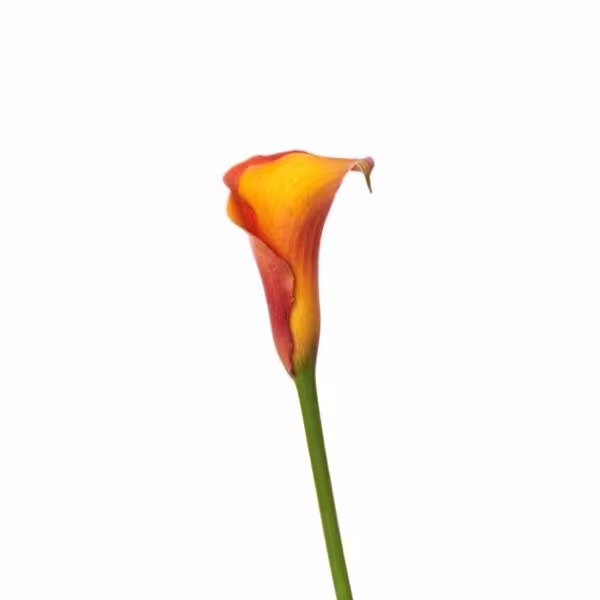Calla Lillies Mini Orange