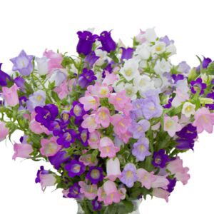 Campanula