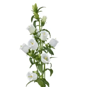 Campanula White