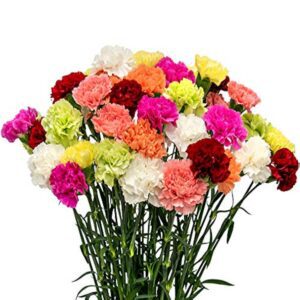 Carnation