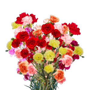 Carnation Mini