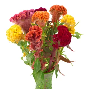 Colorful cockscomb flowers bouquet in green vase
